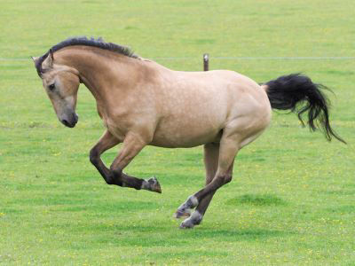 Dun horse playing in field 